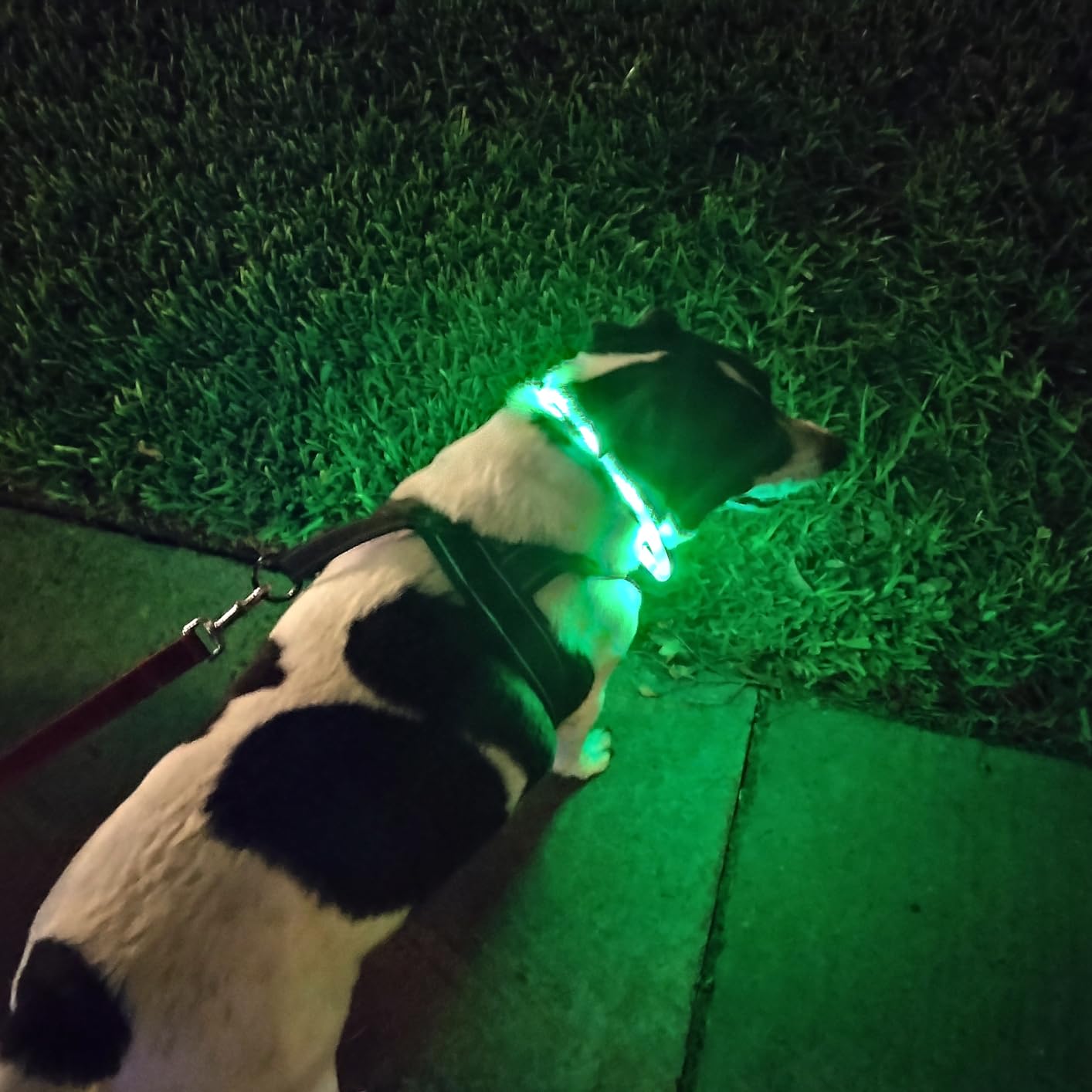 Silikon LED Köpek Tasması, USB - Tech Dog Accessories incelemesi ve fiyatı
